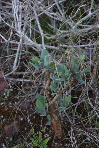 Othonna quercifolia