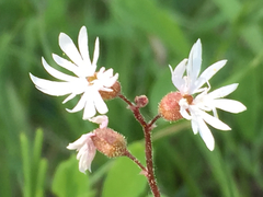 Lithophragma