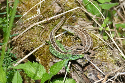 Vikrusis driežas nuotrauka