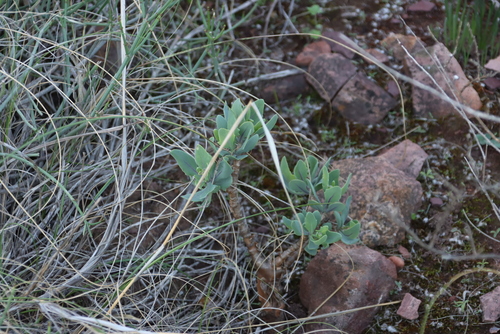 Othonna quercifolia