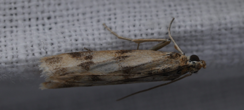 Homoeosoma sinuella
