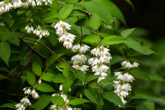Deutzia