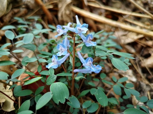 Corydalis caudata, photograph 1