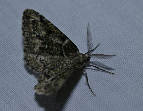 Cleorodes lichenaria