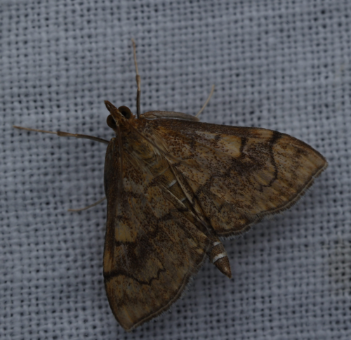 Anania verbascalis