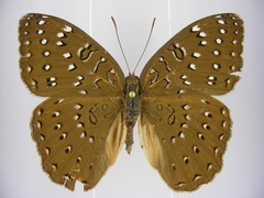 Hamanumida daedalus