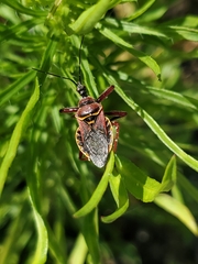 Apiomerus floridensis