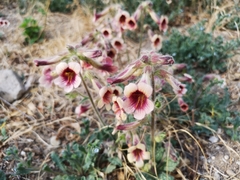 Rehmannia glutinosa