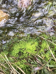 Diobelonella palustris