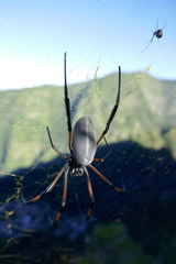 Trichonephila inaurata inaurata