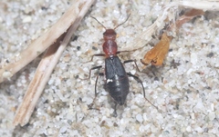 Endeodes