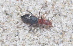 Endeodes