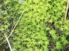 Diobelonella palustris