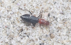 Endeodes