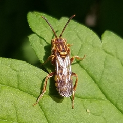 Nomada imbricata