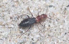 Endeodes