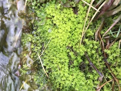 Diobelonella palustris