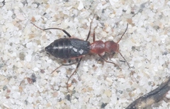 Endeodes