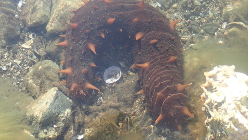 giant California sea cucumber, photo 4 of 10