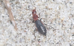 Endeodes