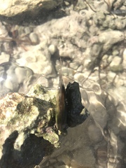 Isognomon alatus