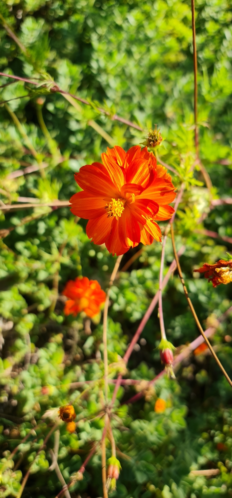 Cosmos sulphureus