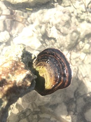 Isognomon alatus