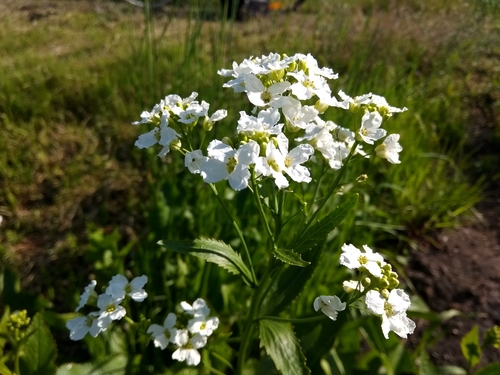 Valgomasis krienas nuotrauka