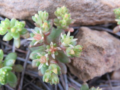 Sedum litoreum