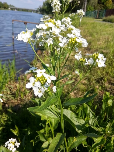 Valgomasis krienas nuotrauka