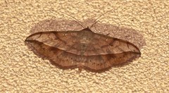 Anticarsia irrorata