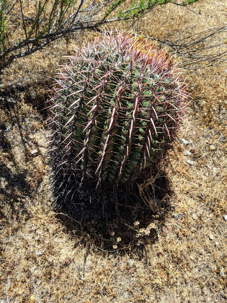 San Diego Barrel Cactus in April 2019 by snakeinmypocket · iNaturalist