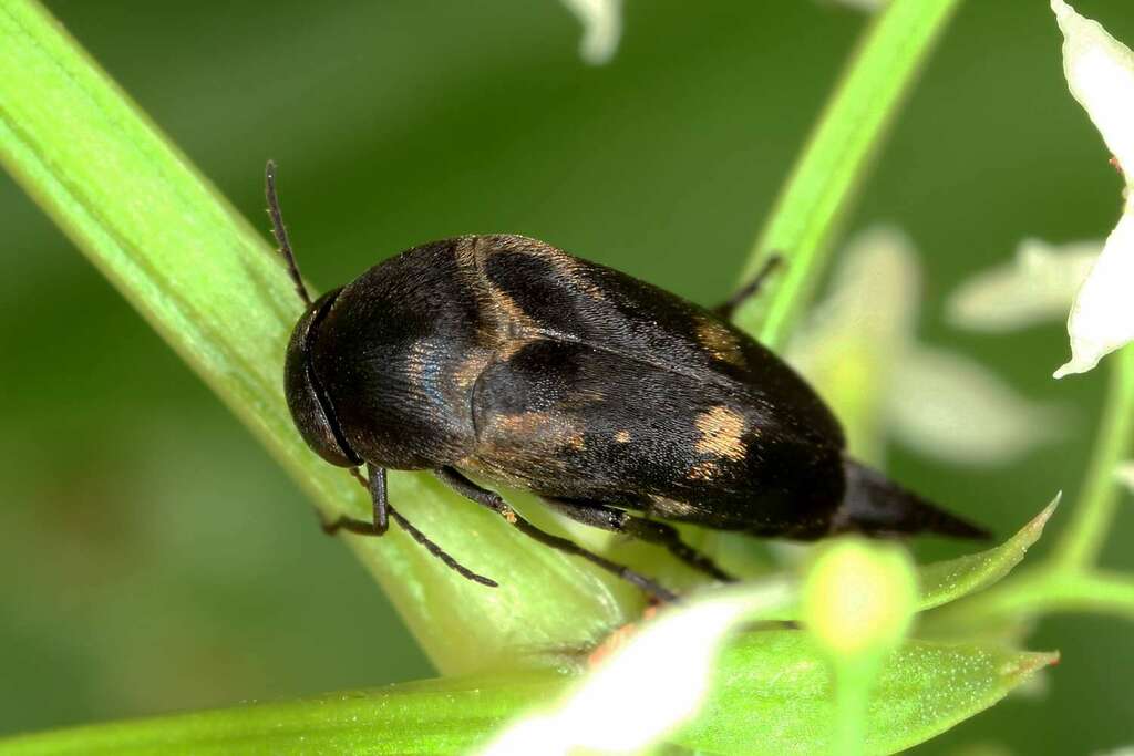 Variimorda briantea