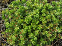 Sedum litoreum