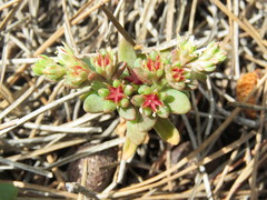 Sedum litoreum
