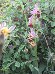 Ophrys heldreichii