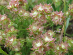 Valerianella obtusiloba