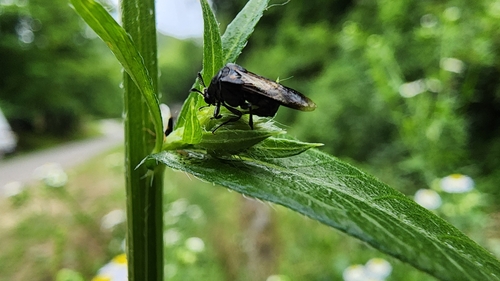 Ripiphorus fasciatus photo 4