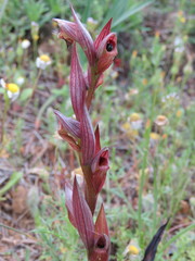 Bilamellaria