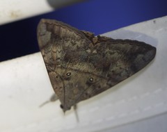 Oxyodes tricolor