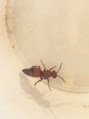Pseudomethoca sanbornii