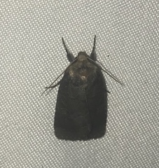 Orthodes cynica