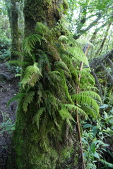 Hymenophyllum inaequale