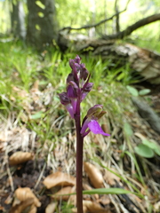 Orchis spitzelii