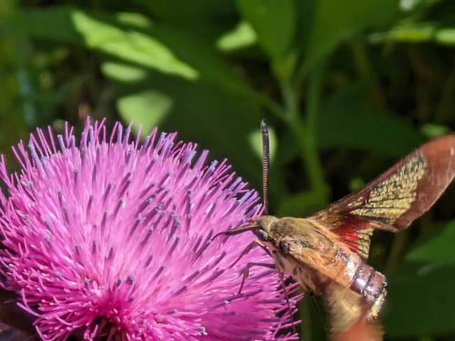 Hummingbird clearwing