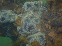 Botryllus schlosseri