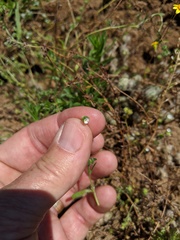 Plagiobothrys acanthocarpus