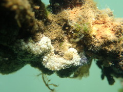 Botryllus schlosseri