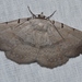 Moon-lined Moth - Photo (c) Andy Reago & Chrissy McClarren, some rights reserved (CC BY)