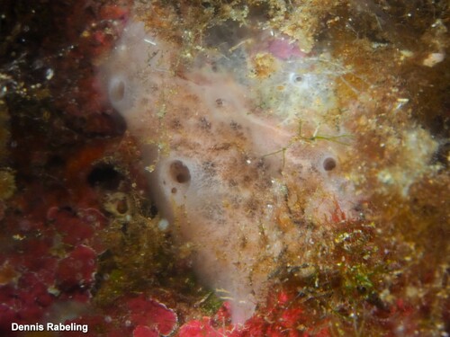 Haliclona valliculata